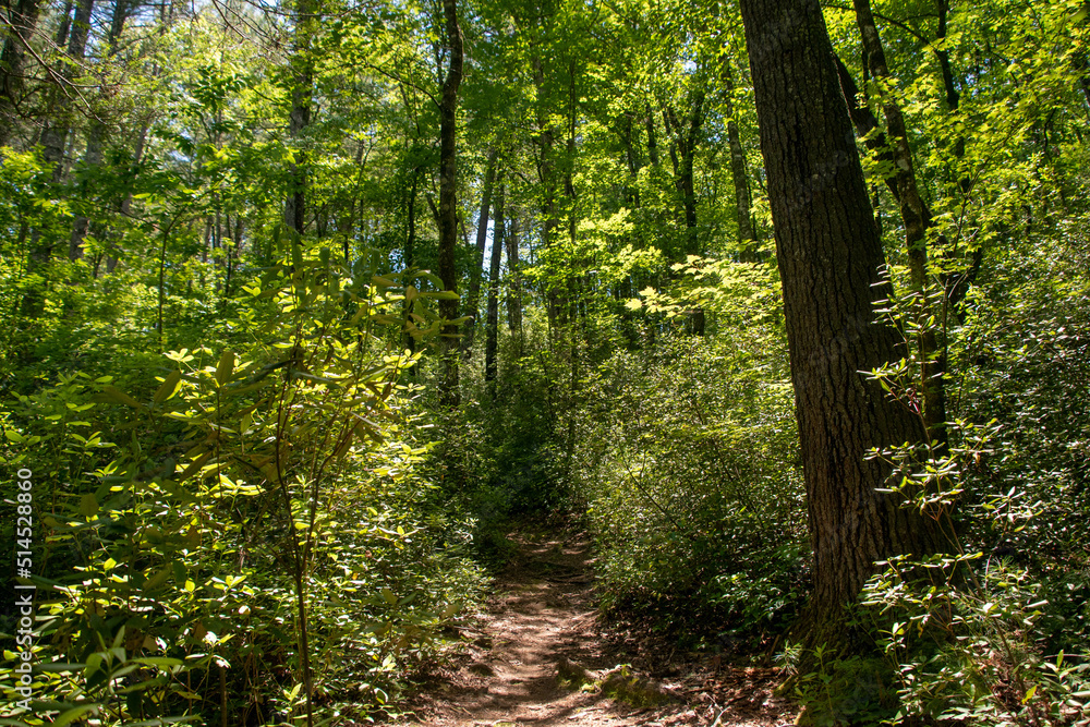 Obraz premium footpath in the forest