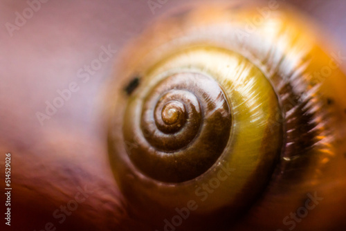bokeh on snail shell with golden fibonacci spiral in earth tones