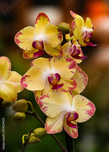 Blooming phalaenopsis orchid in a greenhouse