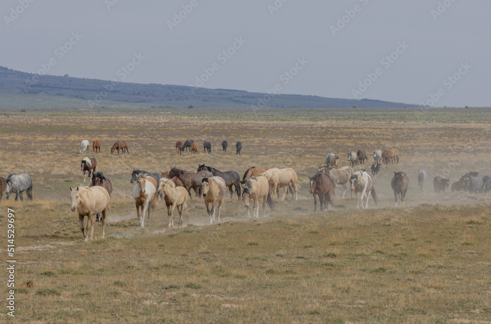 Wild Horses in Springtime in the Utah Desert Wild Horses in Springtime in the Utah Desert