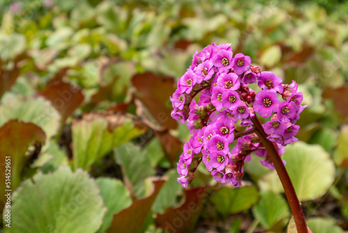 Photos Bergenia purple - Bergenia purpurascens - blurry background