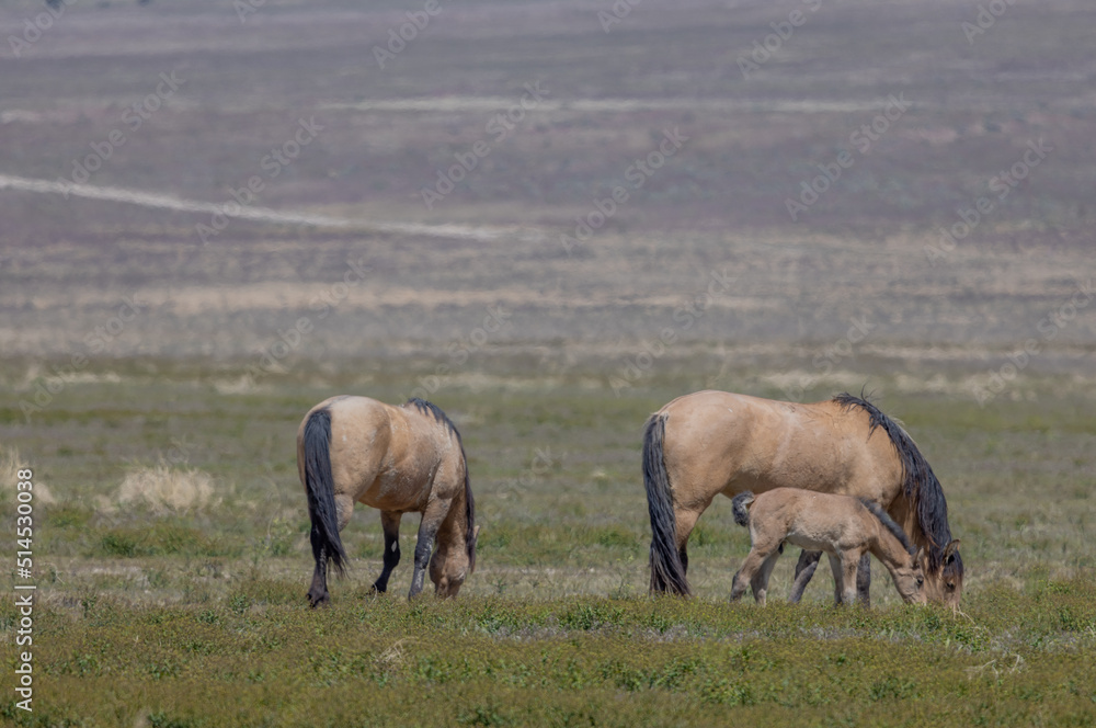 Wild Horses in Springtime in the Utah Desert Wild Horses in Springtime in the Utah Desert