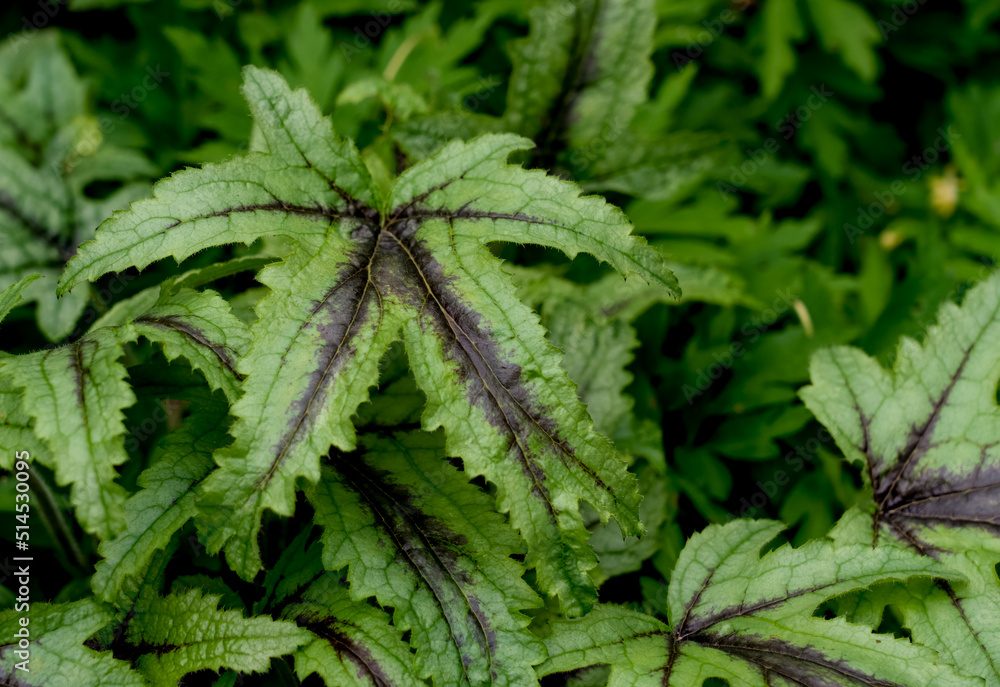 detailed close up of a Heucherella 'Kimono'