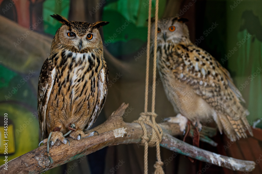 The common owl, bubo bubo, sits on a branch in the zoo enclosure and looks ahead. Behind on the right is another owl. Close-up. The common owl, bubo bubo, sits on a branch in the zoo enclosure and looks ahead. Behind on the right is another owl. Close-up.