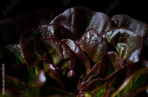 Red buttery lettuce, Lactuca sativa, in drops of water on a black background. Background butterhead lettuce. Close-up.