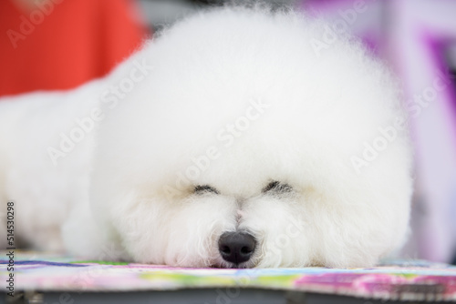 A Bichon Frise dog sleeps on a colored litter. Portrait. Close-up.