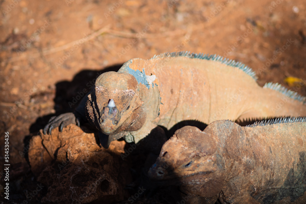 Obraz premium Brown iguanas in the wild, nature park. Lizard colony, close-up