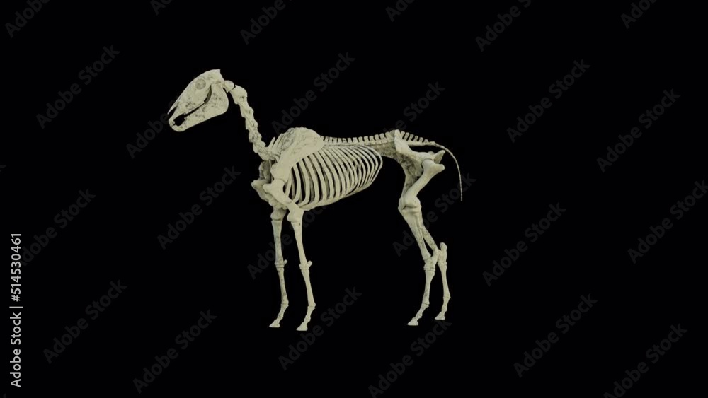 Stockvideo specimen, study, threedimensional, turn, veterinary, white