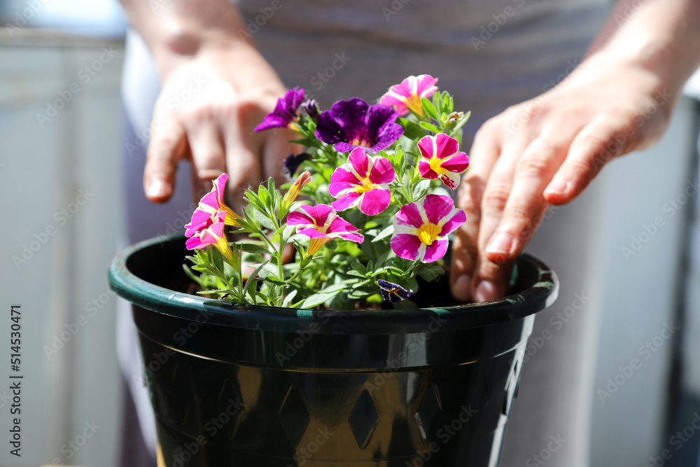 A woman is potting houseplant. Home gardening, transplanting flowers at home. Repotting a potted flower.