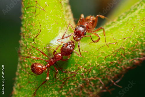 macro of ants cooperating on a fern