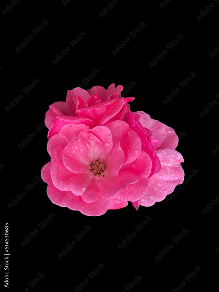 Naklejka premium Flower