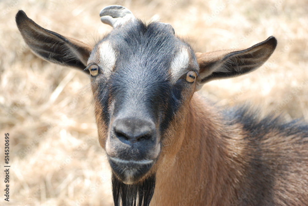 Brown Goat in Field