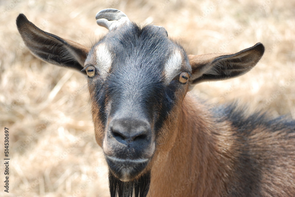 Brown Goat in Field Brown Goat in Field