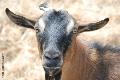 Brown Goat in Field