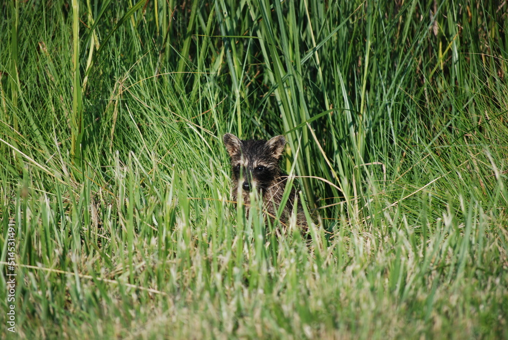 Fototapeta premium Raccoons in Tall Grass