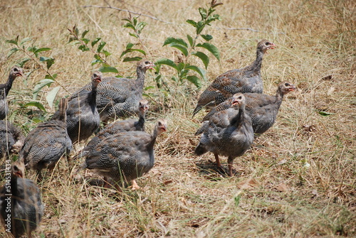 Flock of Turkeys