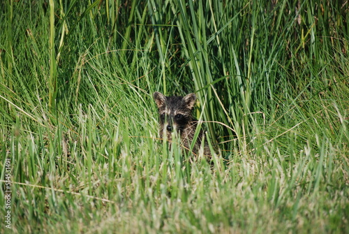Raccoons in Tall Grass