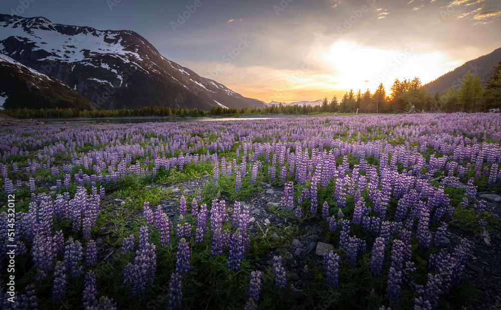 Fototapeta premium Lupines at Sunset