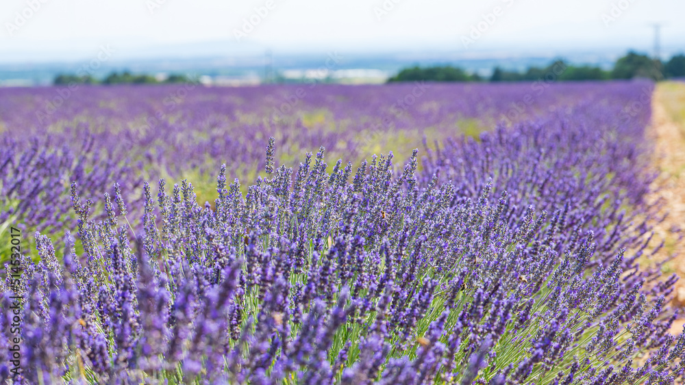 Lavendel (2022-06) Lavendel (2022-06)