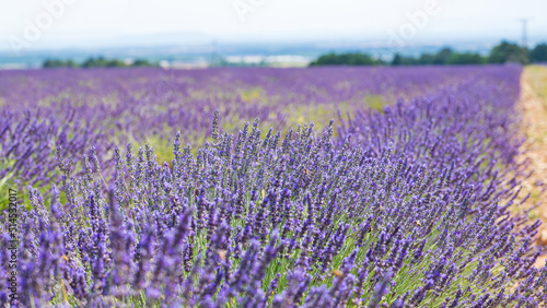 Lavendel (2022-06)
