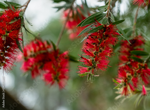 detailed close up of a Callistemon speciosus