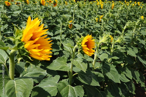 The Helianthus sunflower is a genus of plants in the Asteraceae family. Annual sunflower and tuberous sunflower. Agricultural field. Blooming bud with yellow petals. Furry leaves. Serbia agriculture photo