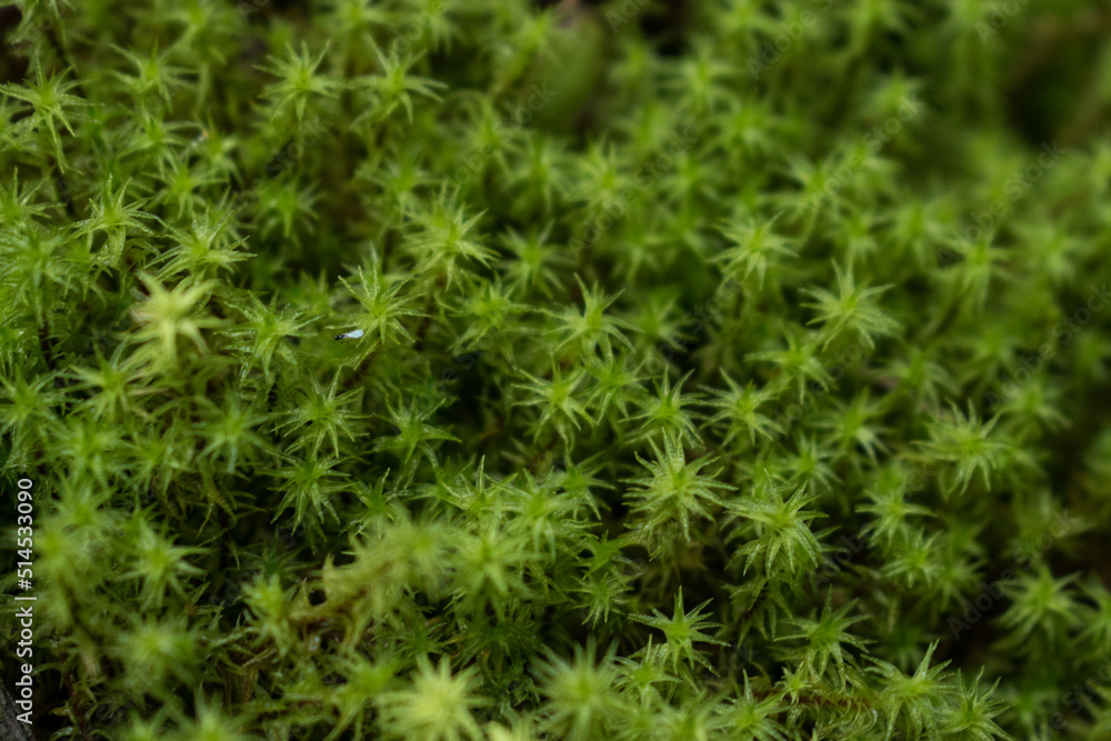 Background of green moss close up Background of green moss close up