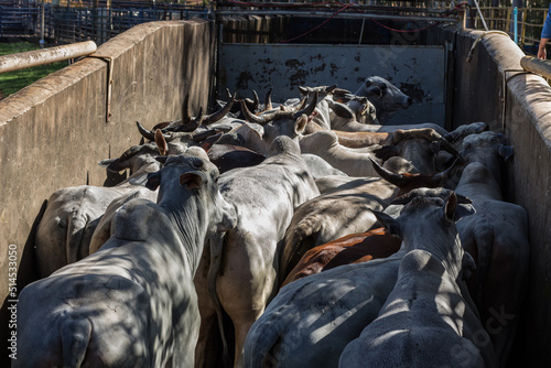 cattle in a slaughtherhouse photo