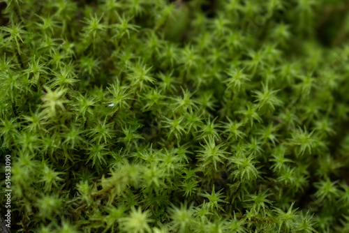 Background of green moss close up