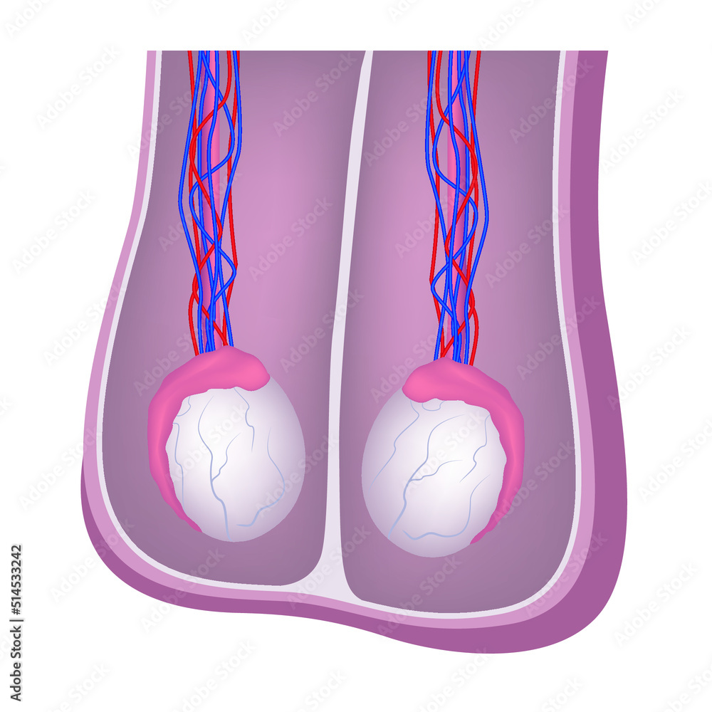 Small Testes Visual Anatomy of the male testicles. Medical poster. Vector illustration ...