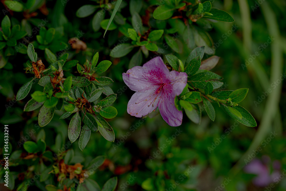 Fototapeta premium Flor y hojas verdes