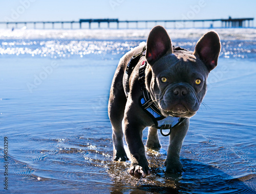 Dog at the ebach photo