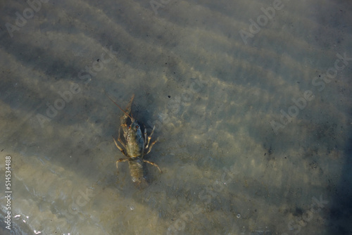 crab in sand water mud crawl to the water