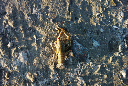 crab in sand water mud crawl to the water