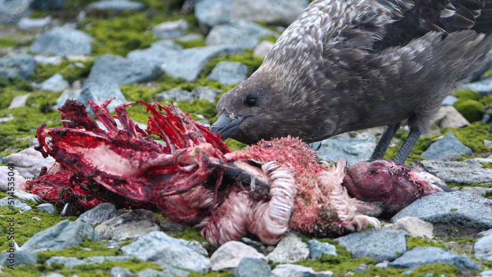 Obraz premium Brown skua (Stercorarius antarcticus) feeding on a penguin carcass on Half Moon Island, Antarctica