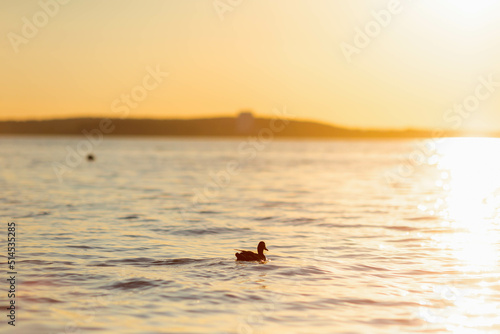 The silhouette of duck in a water at the sunset. 