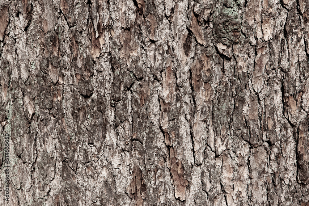 Background of brown tree bark with moss, close-up. Relief natural texture of oak trunk for publication, screensaver, wallpaper, postcard, poster, banner, cover, website, post. High quality photo Background of brown tree bark with moss, close-up. Relief natural texture of oak trunk for publication, screensaver, wallpaper, postcard, poster, banner, cover, website, post. High quality photo
