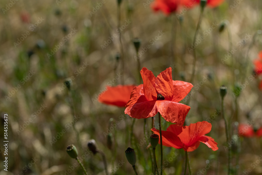 Red flowering wild poppies grow in a meadow. Next to the flowers are small poppy capsules. The background is brown. Red flowering wild poppies grow in a meadow. Next to the flowers are small poppy capsules. The background is brown.