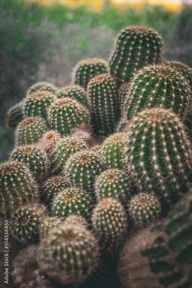Small cactuses Small cactuses