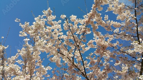 A tree with white flowers