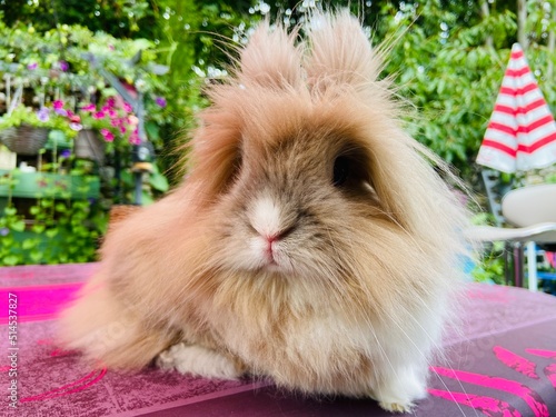 Cute rabbit in the garden photo