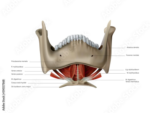 Anatomy and location of human sublingual muscles. Vector 3D illustration