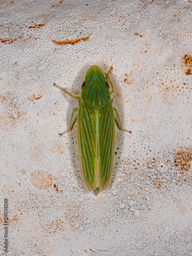 Adult Typical Leafhopper photo