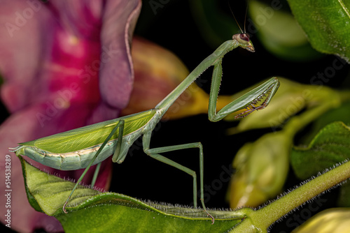 Adult Female Mantid photo