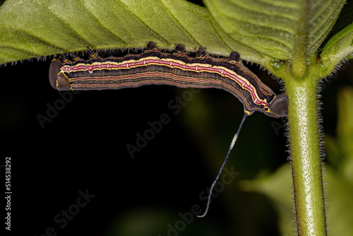 Macroglossine Sphinx Moth Caterpillar photo