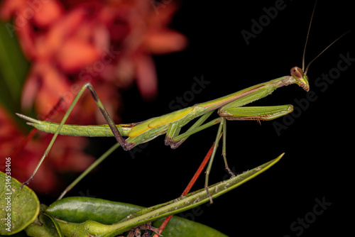 Small Mantid nymph photo