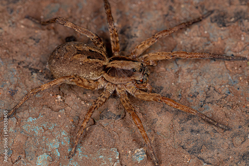 Small Wolf Spider