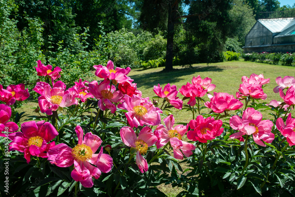 Amazing pink and red peonies in St.Petersburg Botanical Garden. Amazing pink and red peonies in St.Petersburg Botanical Garden.