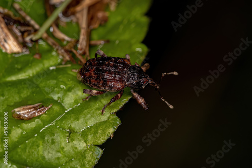 Adult True Weevil photo