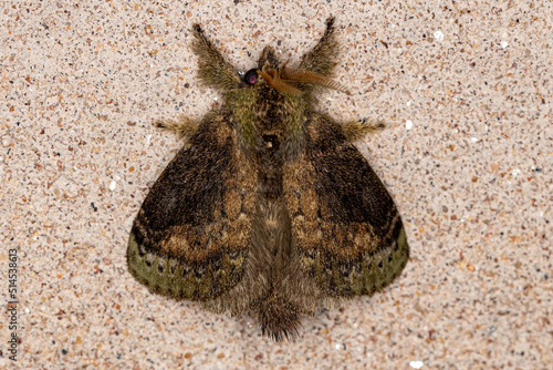 Adult Lappet Moth photo